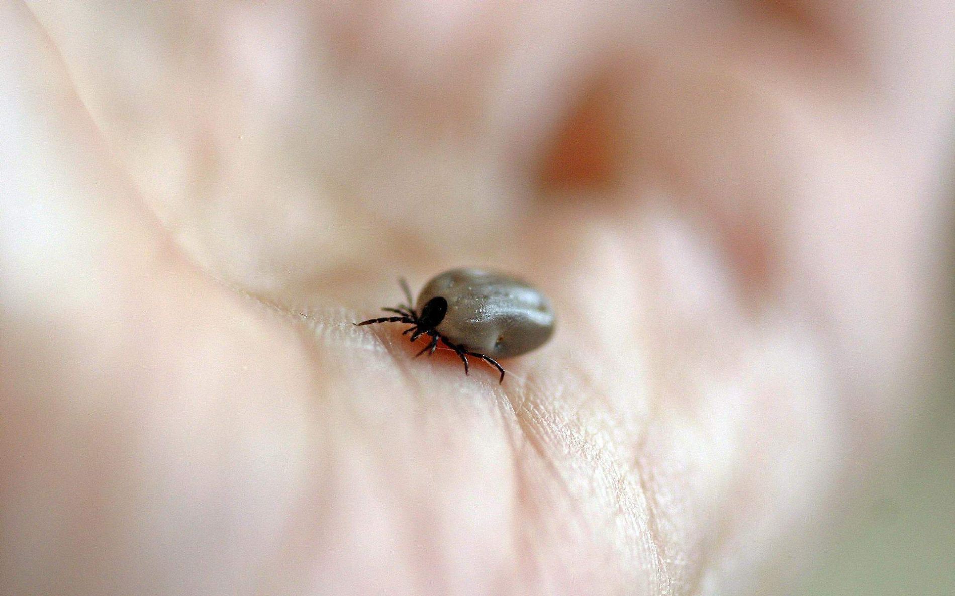 Pulgas y garrapatas aumentan con temporada de calor, ¿cómo eliminarlas?